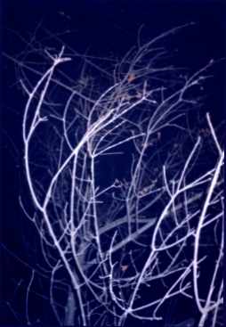 00099.jpg (13124 �ֽ�)