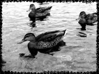 1.jpg (11206 �ֽ�)