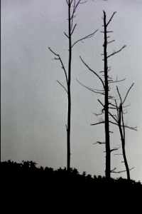 x19.jpg (5373 �ֽ�)