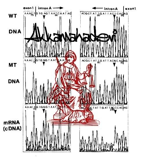 sheet.jpg (62760 bytes)
